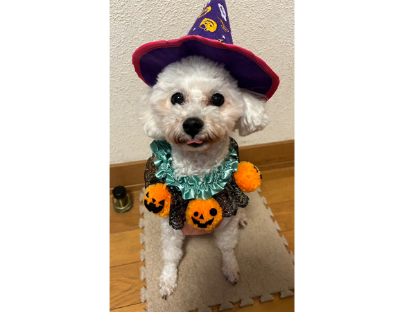 モデル犬卒業後、里親さん宅での様子☆～ソニーちゃん～